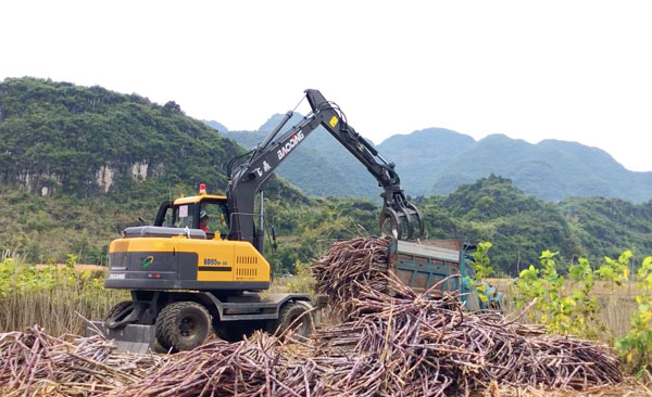 轮式抓木机抓甘蔗装车.jpg